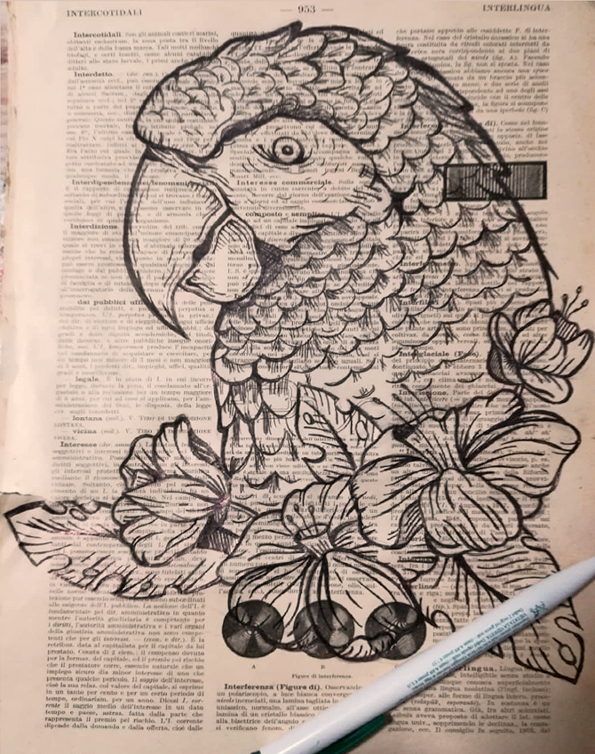 disegno-pappagallo